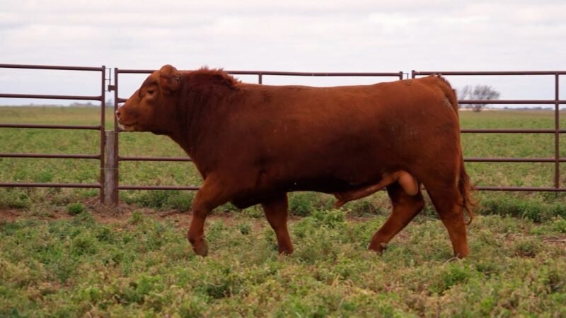 LOTE 58 RP ROJA 11 LA UNION