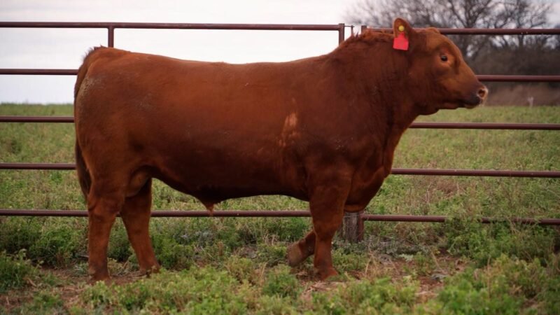 LOTE 58 RP ROJA 12 LA UNION