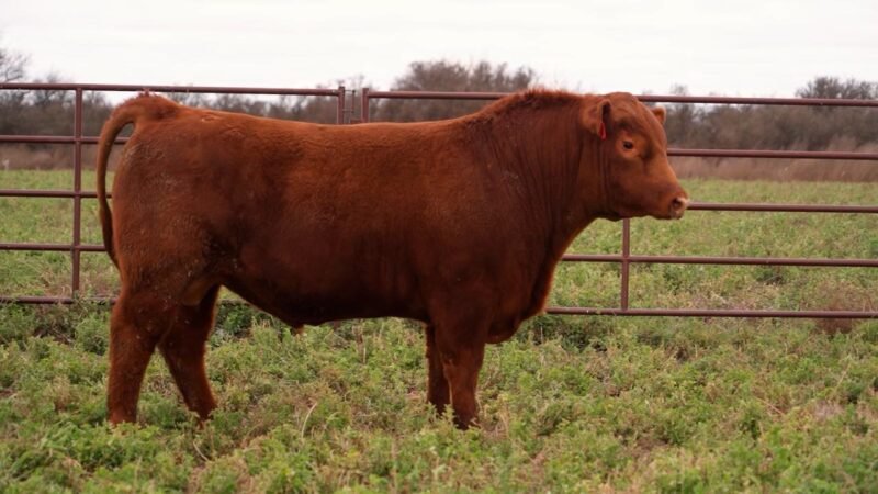 LOTE 59 RP ROJA 13 LA UNION
