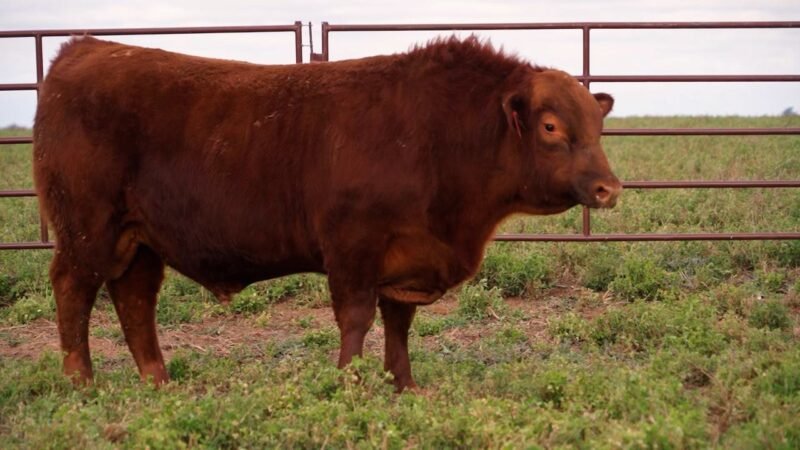 LOTE 59 RP ROJA 15 LA UNION