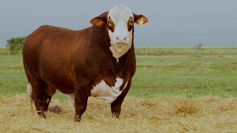 LOTE 6 RP 10335 LOS RETOÑOS