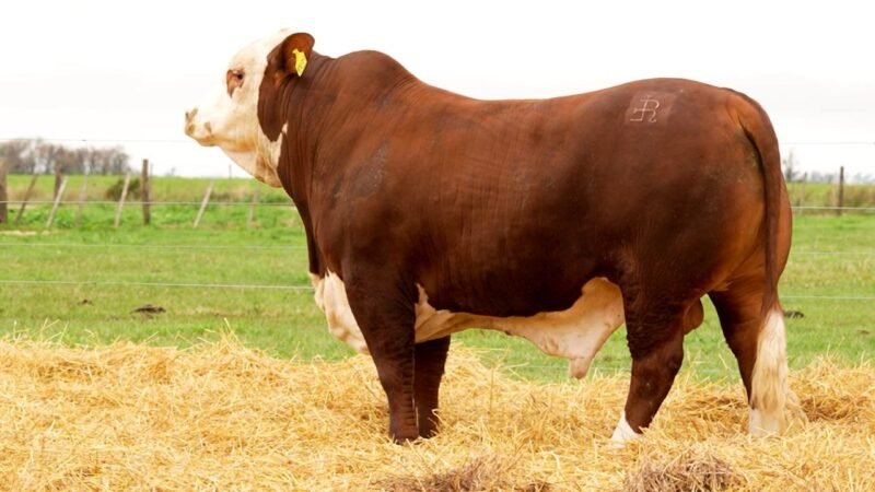 LOTE 6 RP 10439 LOS RETOÑOS
