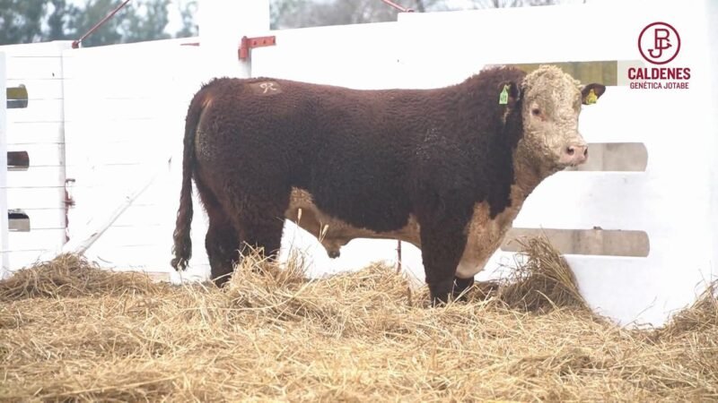 LOTE 60 RP 671 (1) CALDENES