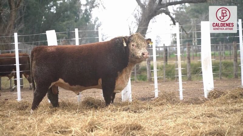 LOTE 60 RP 815 (2) CALDENES