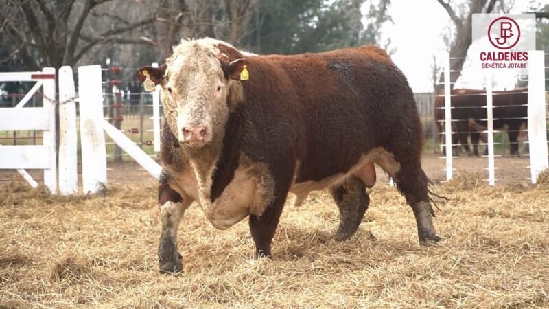 LOTE 61 RP 755 (4) CALDENES