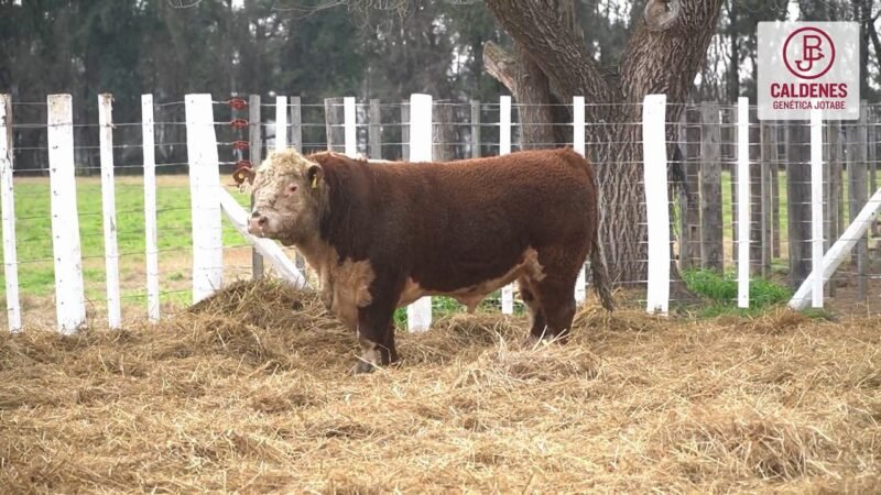 LOTE 62 RP 1171 (6) CALDENES
