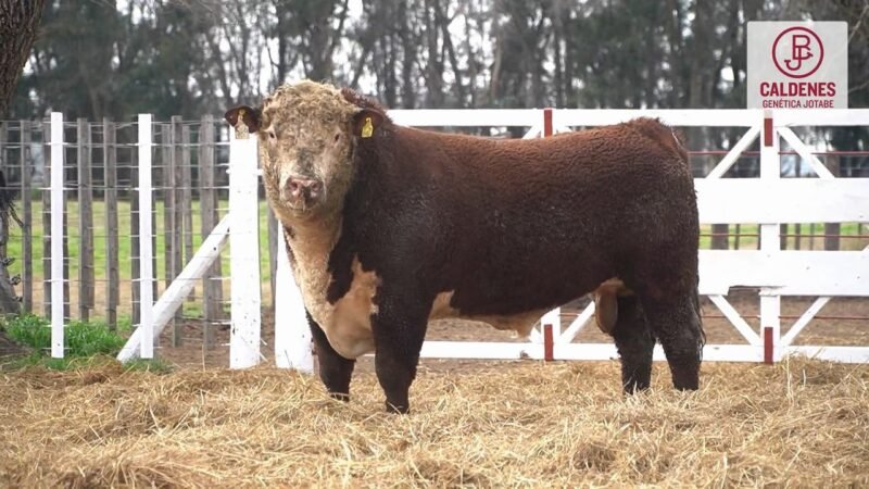 LOTE 62 RP 589 (5) CALDENES