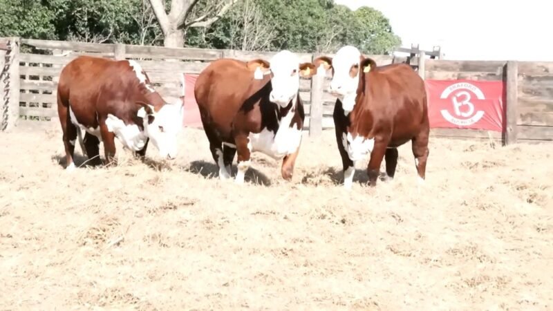 LOTE 63 RP 1296M LA ESPERANZA