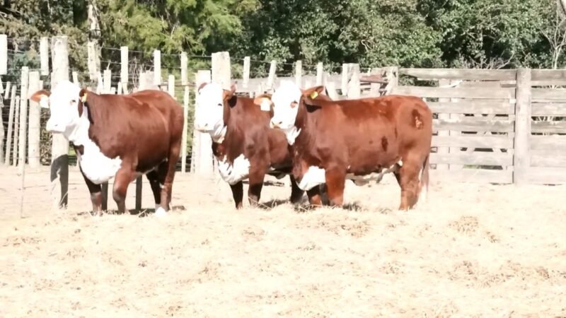 LOTE 65 RP 1232 LA ESPERANZA