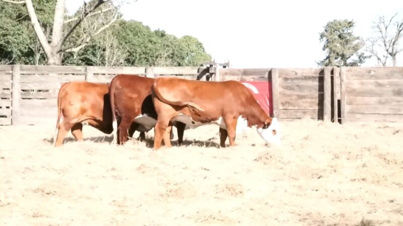 LOTE 66 RP 1236 LA ESPERANZA