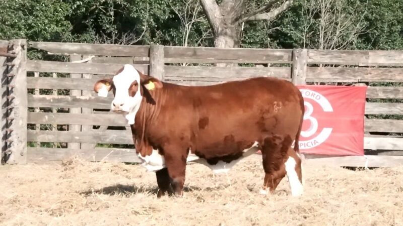 LOTE 67 RP 1334 LA ESPERANZA