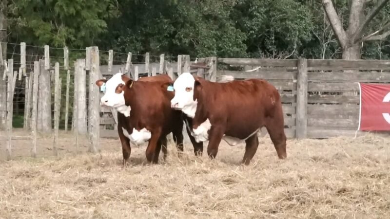 LOTE 68 RP 1352 LA ESPERANZA