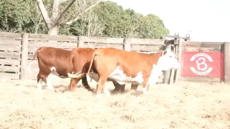 LOTE 69 RP 1354 LA ESPERANZA