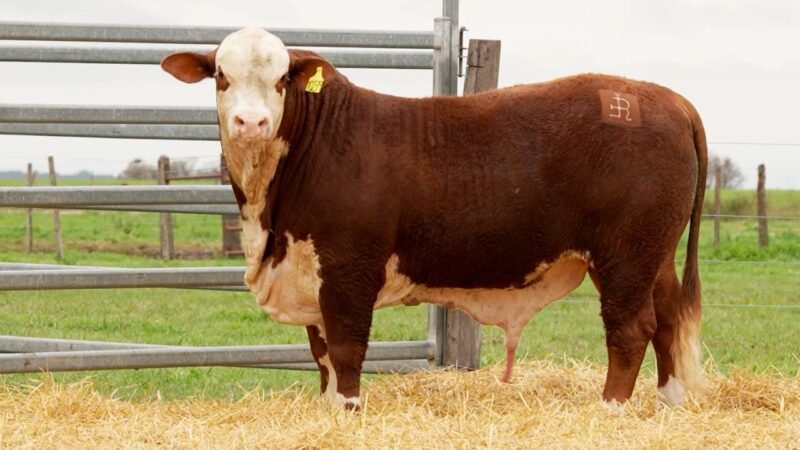LOTE 7 RP 10239 LOS RETOÑOS