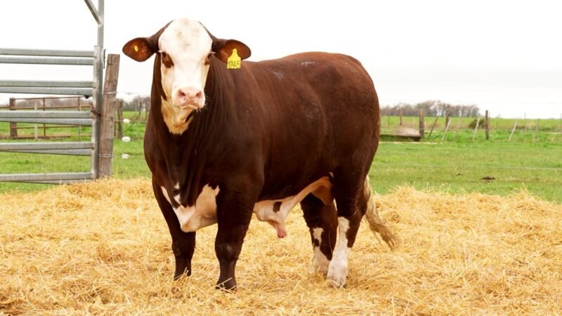 LOTE 7 RP 10445 LOS RETOÑOS