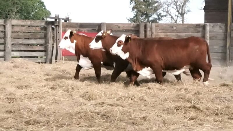 LOTE 70 RP 1390 LA ESPERANZA