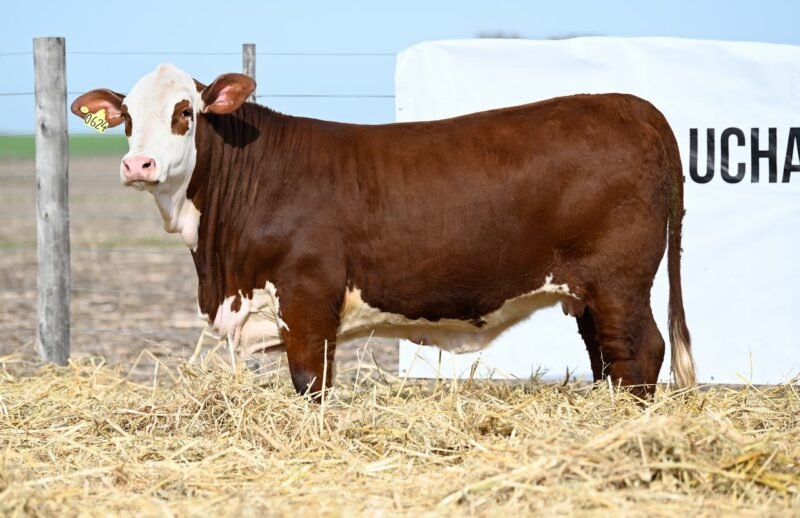 LOTE 71 RP 0624 LA LUCHA