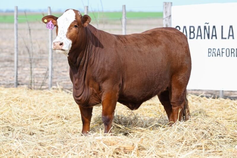 LOTE 72 RP 0610 LA LUCHA