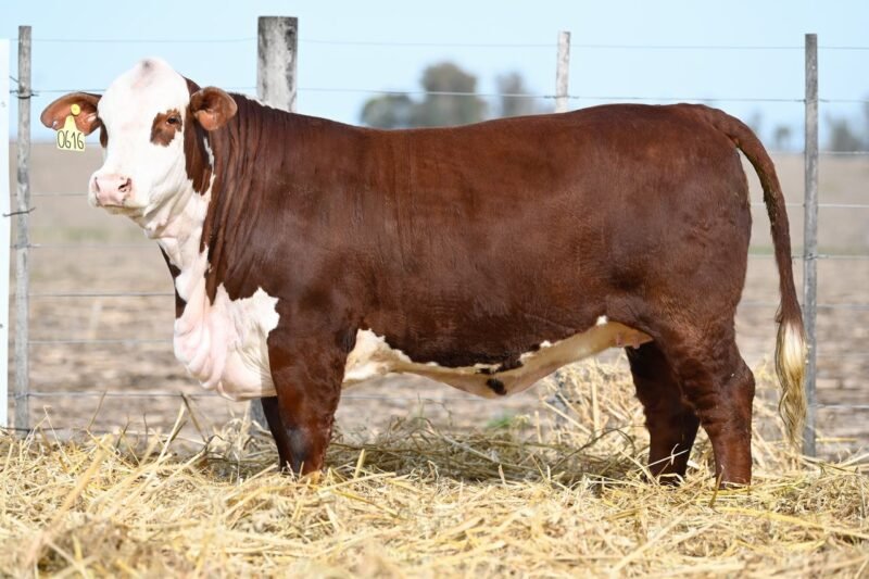 LOTE 72 RP 0616 LA LUCHA