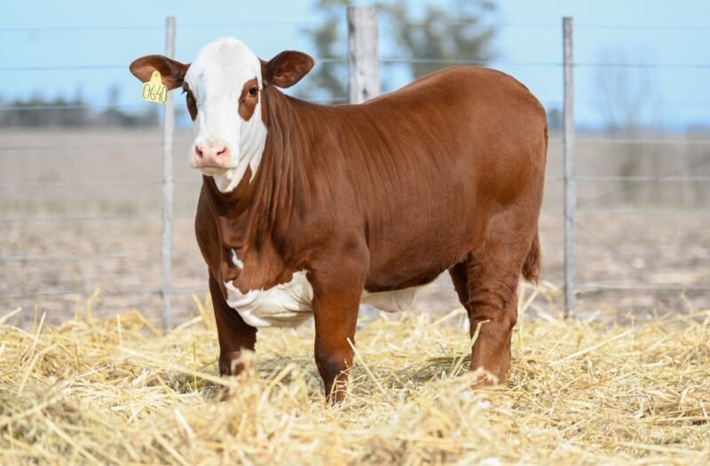 LOTE 73 RP 0640 LA LUCHA
