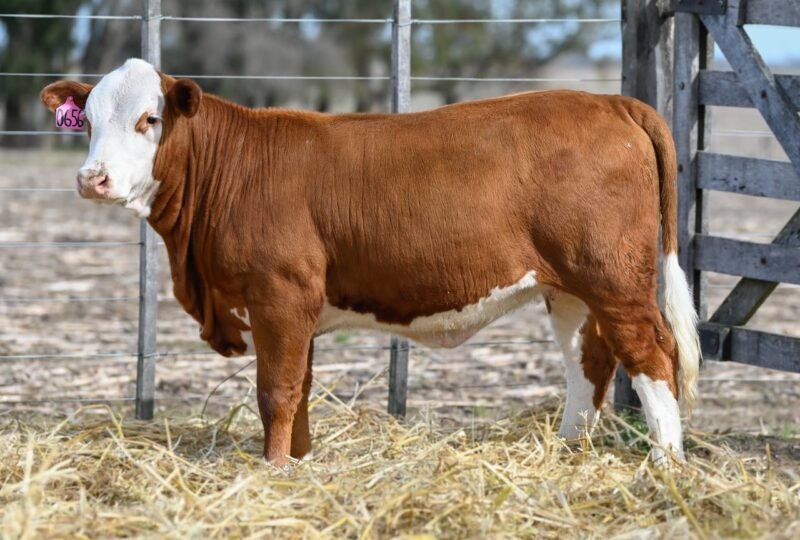 LOTE 74 RP 0656 LA LUCHA