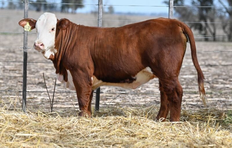 LOTE 74 RP 470 LA LUCHA