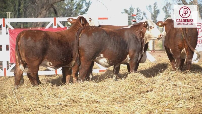 LOTE 75 5 VIENTRES CALDENES