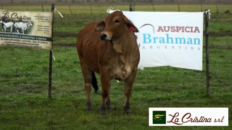 LOTE 76 RP 2803 LA CRISTINA