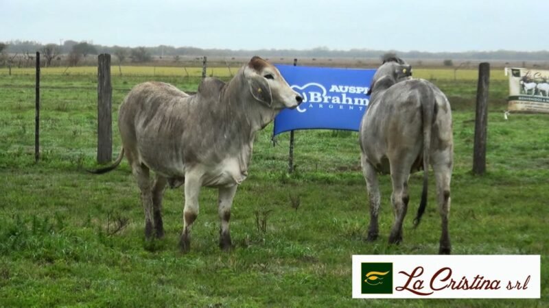 LOTE 77 RP 2805 LA CRISTINA