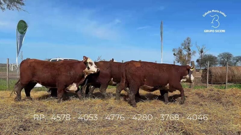 LOTE 79 6 VIENTRES MARIA ISABEL