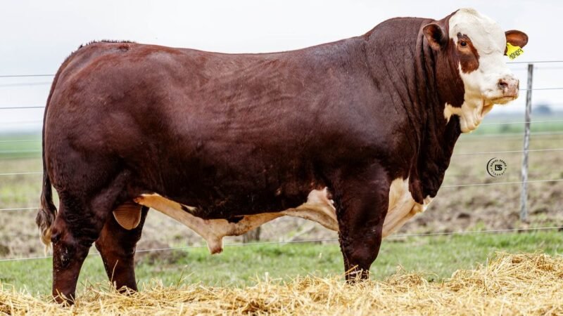 LOTE 8 RP 10409 LOS RETOÑOS