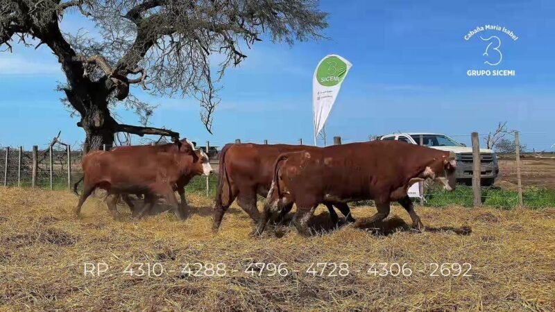 LOTE 80 5 VIENTRES MARIA ISABEL