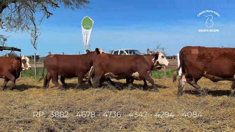 LOTE 81 6 VIENTRES MARIA ISABEL