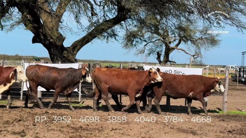 LOTE 82 6 VIENTRES MARIA ISABEL