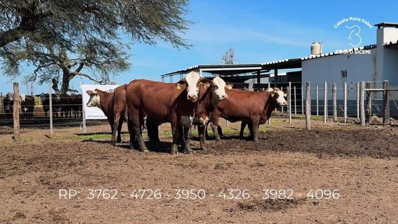 LOTE 83 6 VIENTRES MARIA ISABEL