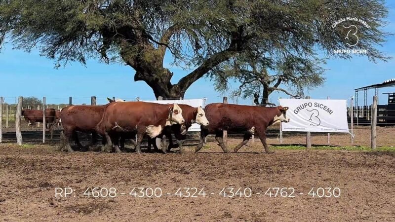 LOTE 84 6 VIENTRES MARIA ISABEL