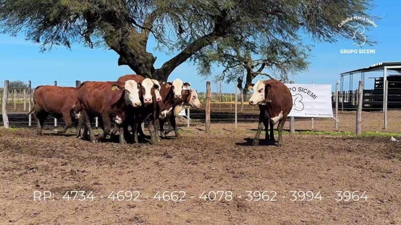 LOTE 85 6 VIENTRES MARIA ISABEL