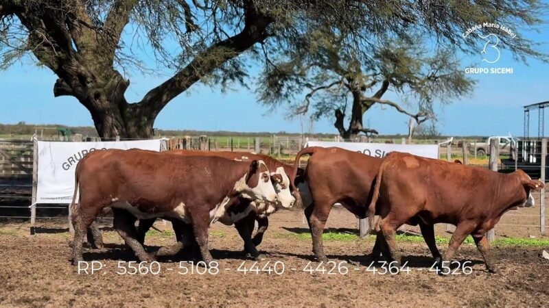 LOTE 86 6 VIENTRES MARIA ISABEL