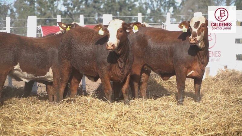 LOTE 87 5 VIENTRES CALDENES