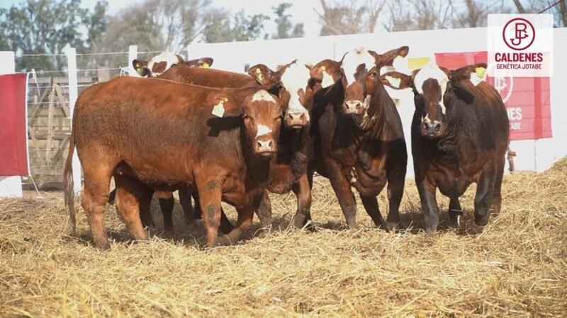LOTE 88 5 VIENTRES CALDENES