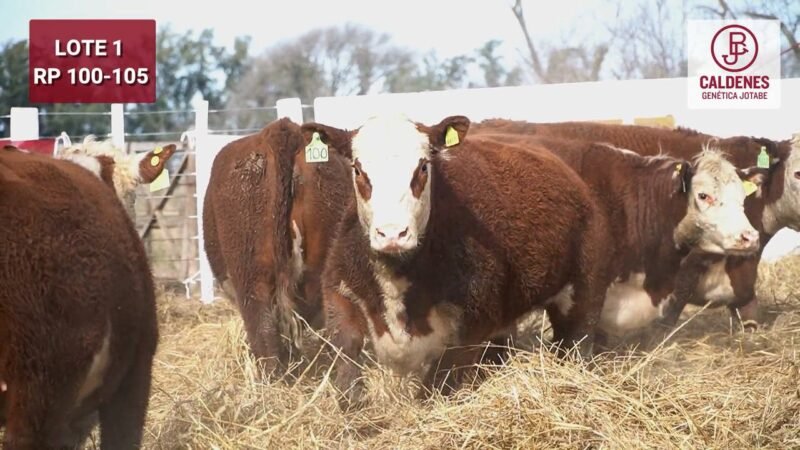 LOTE 89 5 VIENTRES CALDENES