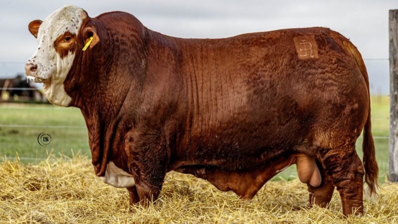 LOTE 9 RP 10201 LOS RETOÑOS