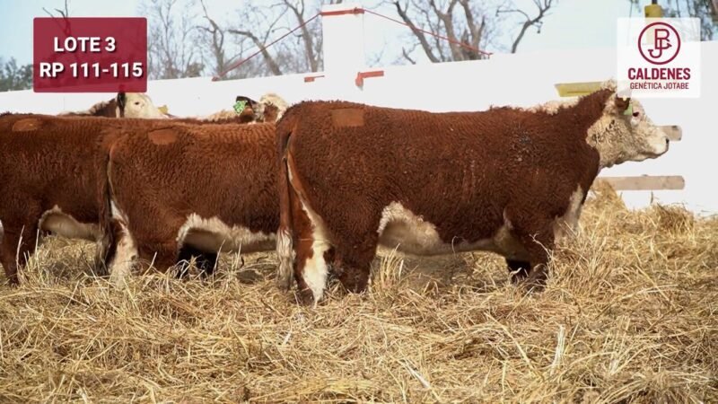 LOTE 91 5 VIENTRES CALDENES